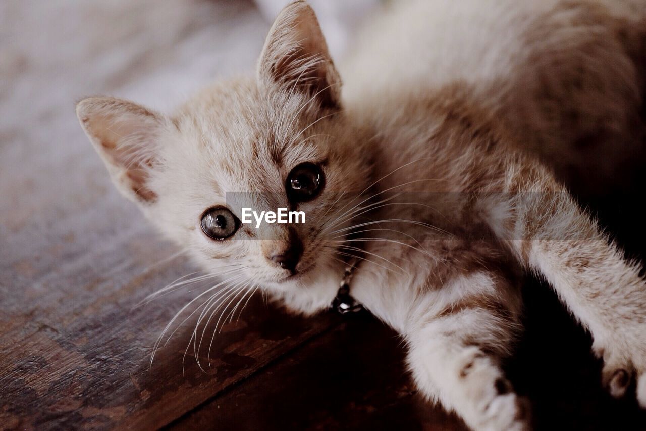 Portrait of kitten relaxing at home