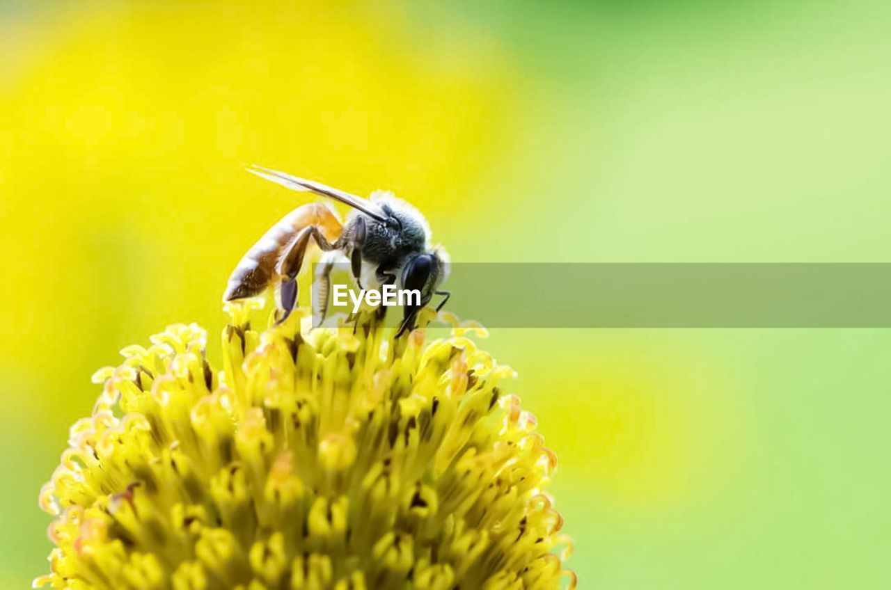 CLOSE-UP OF BUTTERFLY PERCHING ON FLOWER