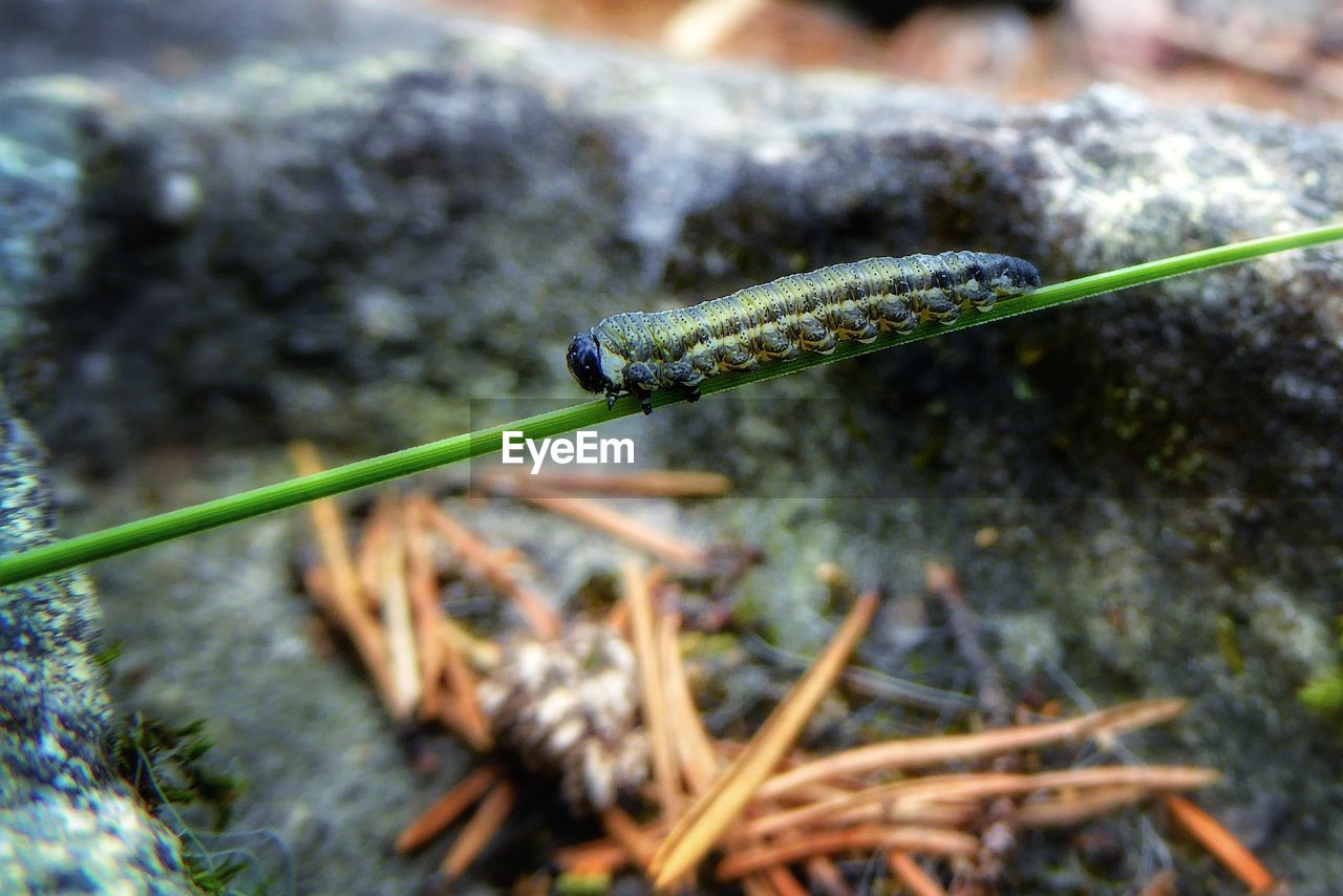 CLOSE-UP OF INSECT ON BLADE OF PLANT