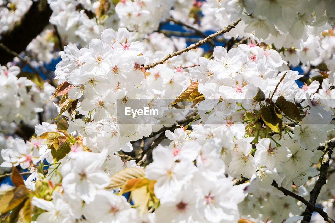 CLOSE-UP OF WHITE FLOWERS ON TREE