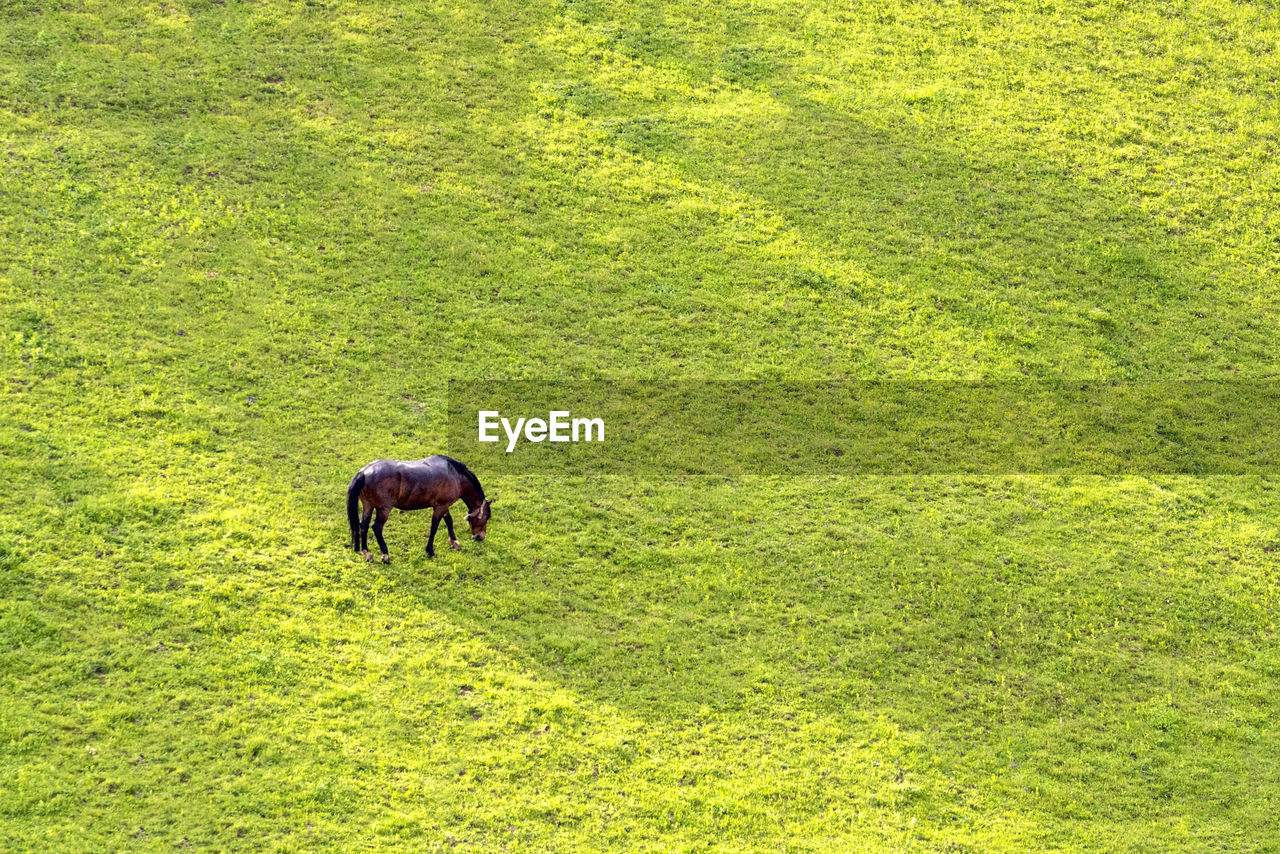 HORSE GRAZING IN THE FIELD