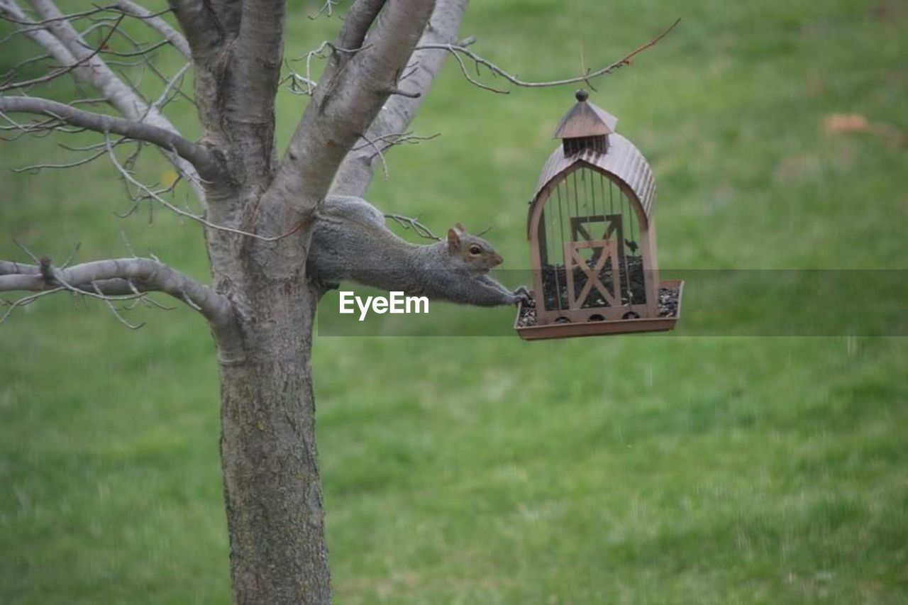 VIEW OF BIRD PERCHING ON TREE AT PARK