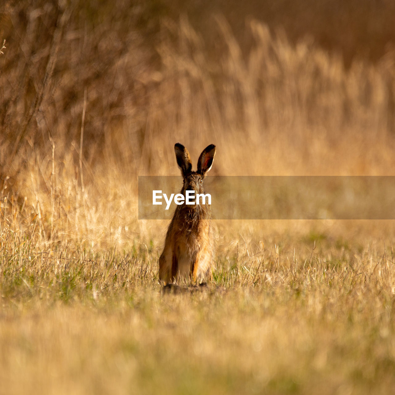 A beautiful brown hare in the spring meadow. springtime scenery with local animals.