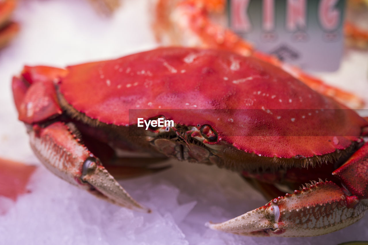 CLOSE-UP OF CRAB IN A TRAY