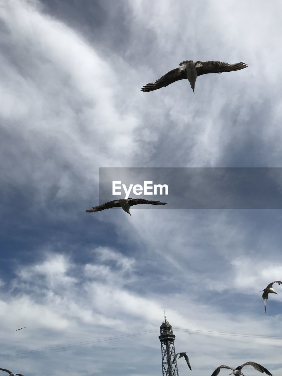LOW ANGLE VIEW OF SEAGULLS FLYING
