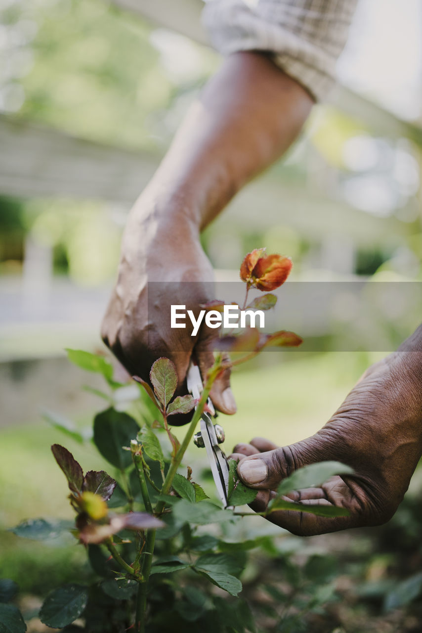 Cropped hands of woman cutting leaf with pruning shears in garden