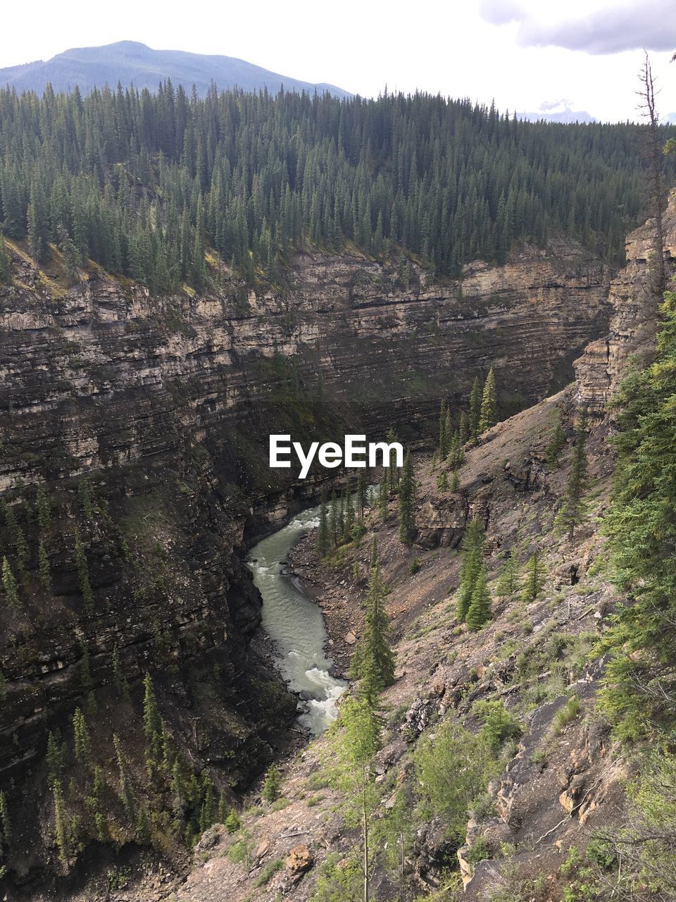 SCENIC VIEW OF RIVER AMIDST TREES IN FOREST