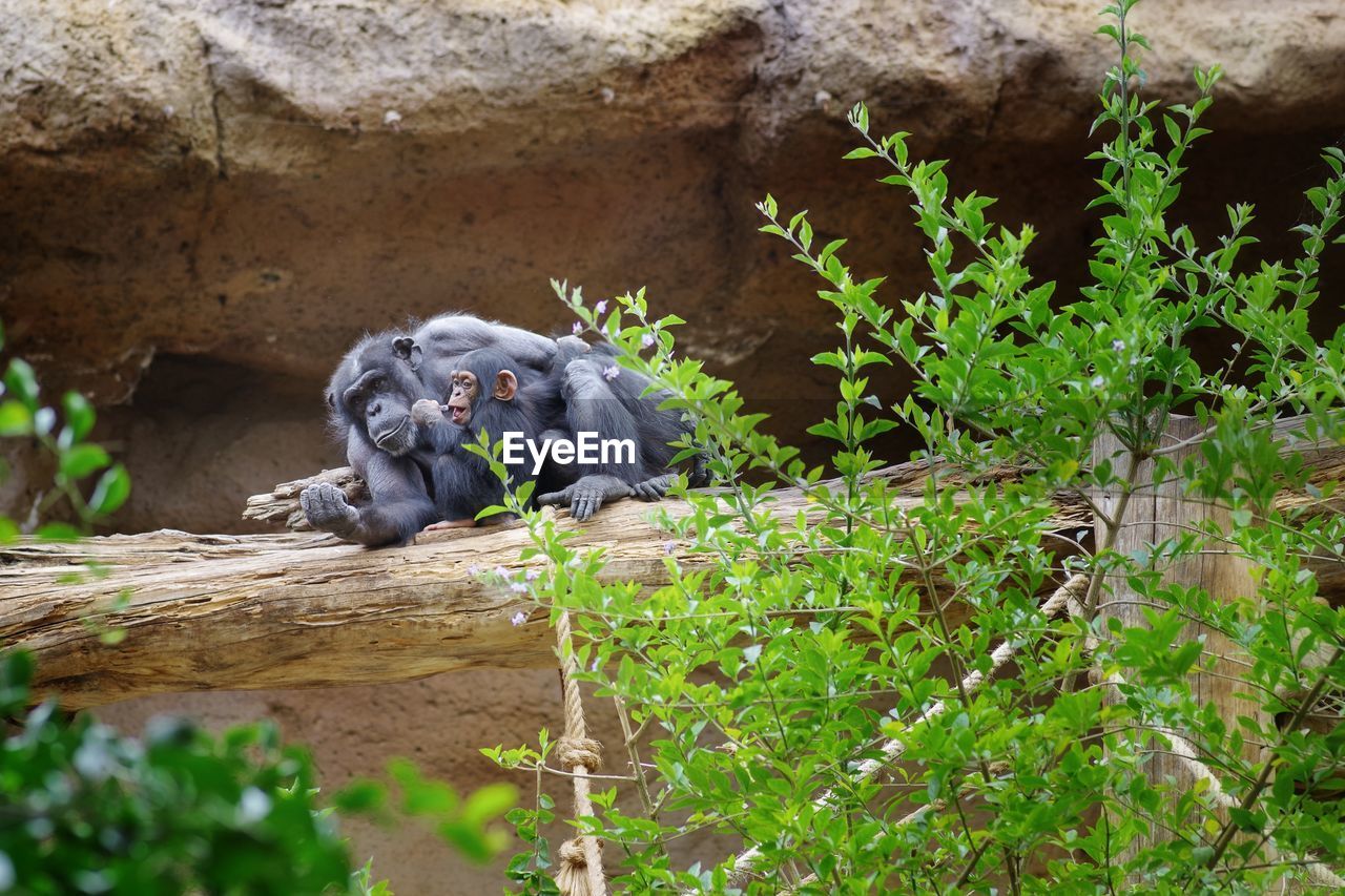 MONKEY SITTING ON TREE