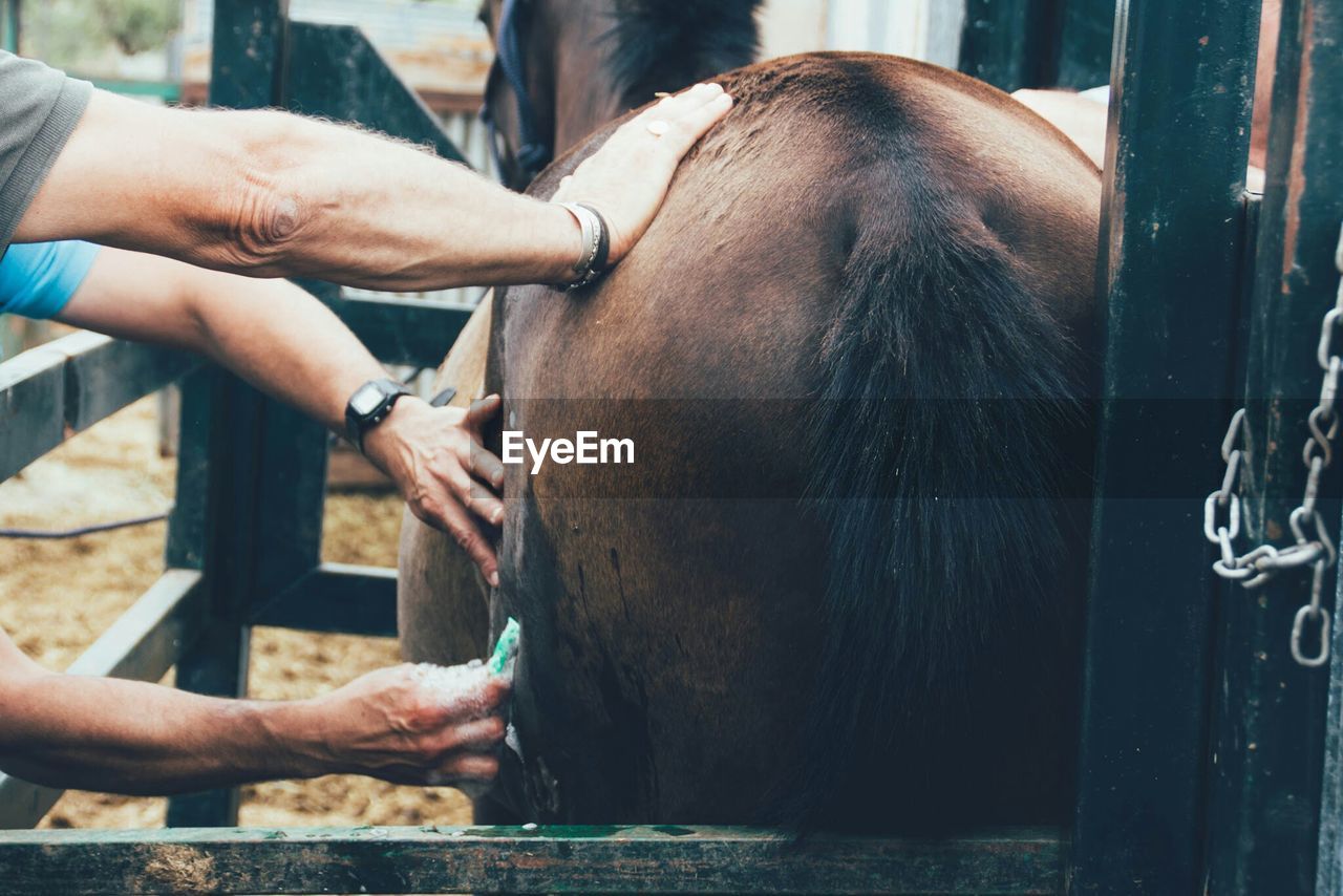 Close-up of hands touching horse