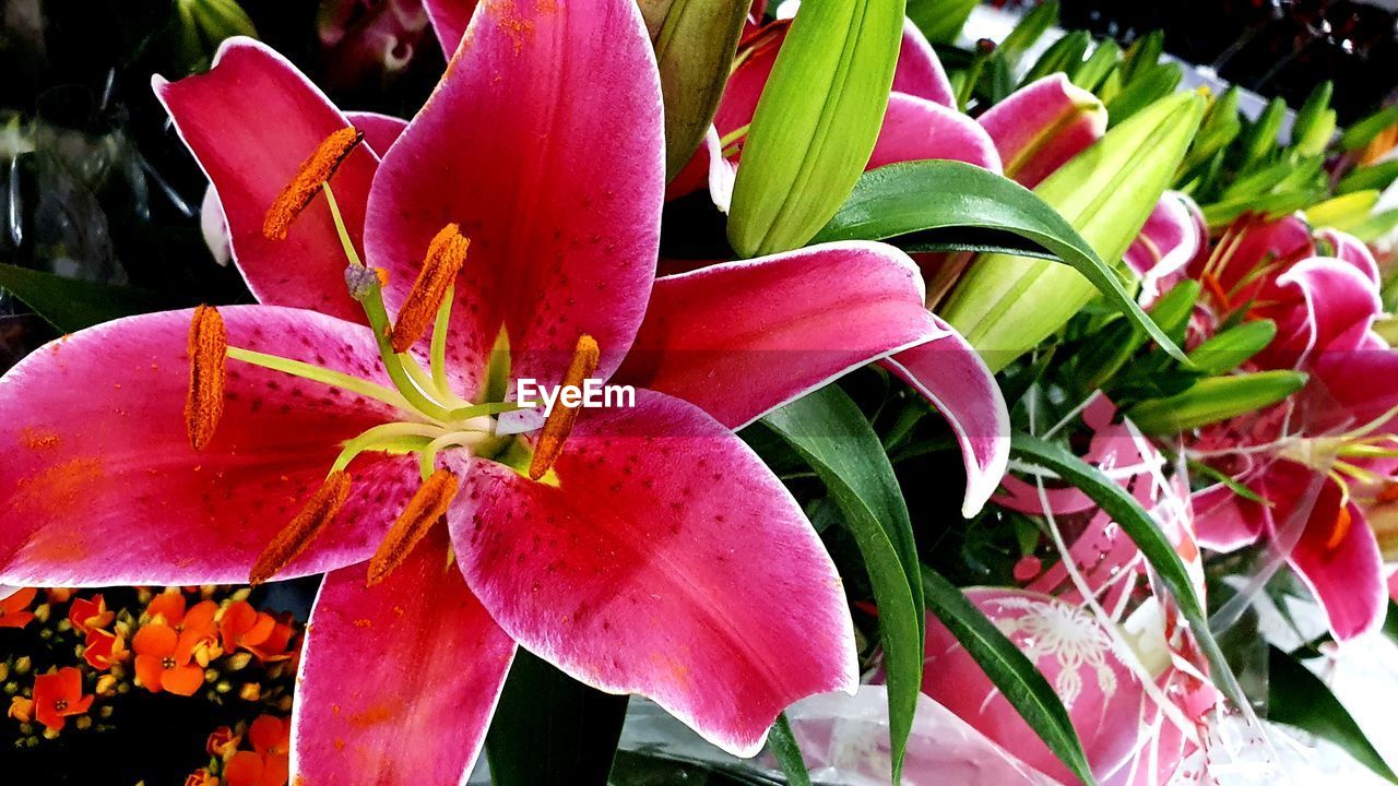CLOSE-UP OF PINK LILY PLANT