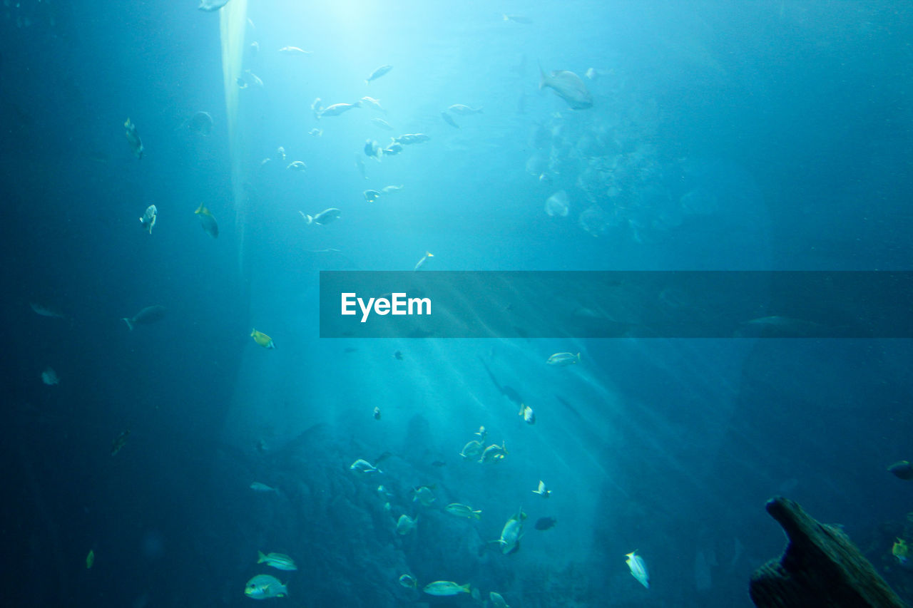 School of fish swimming in aquarium