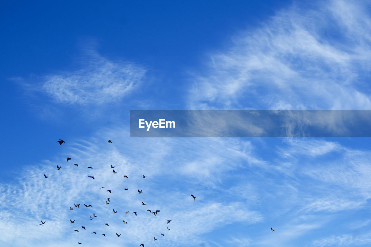 LOW ANGLE VIEW OF BIRDS FLYING IN THE SKY