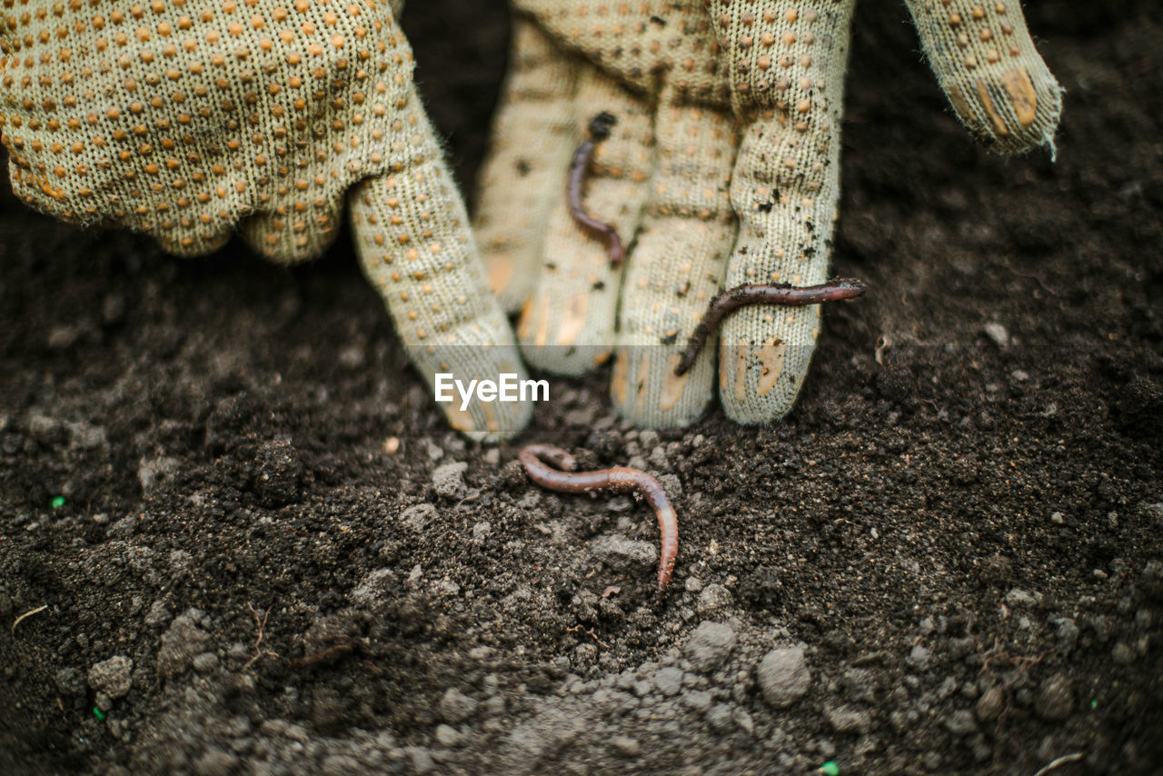 Woman holding earthworm in a garden.