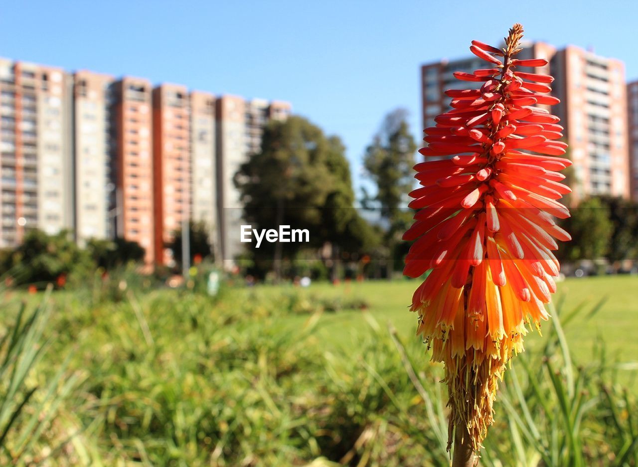 Close-up of red flowers against clear sky