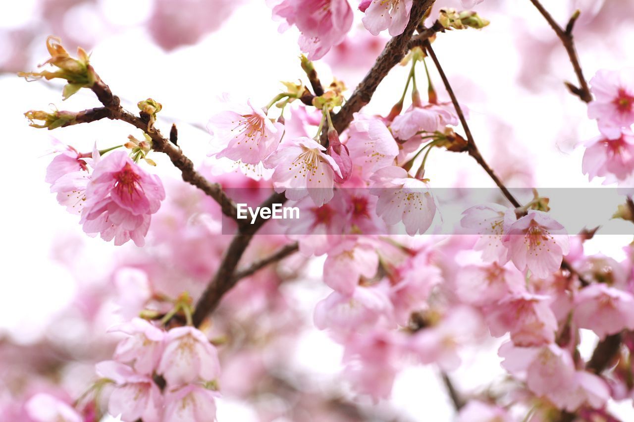 CLOSE-UP OF PINK CHERRY BLOSSOM