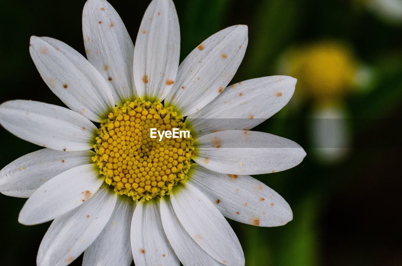 Close-up of white flower