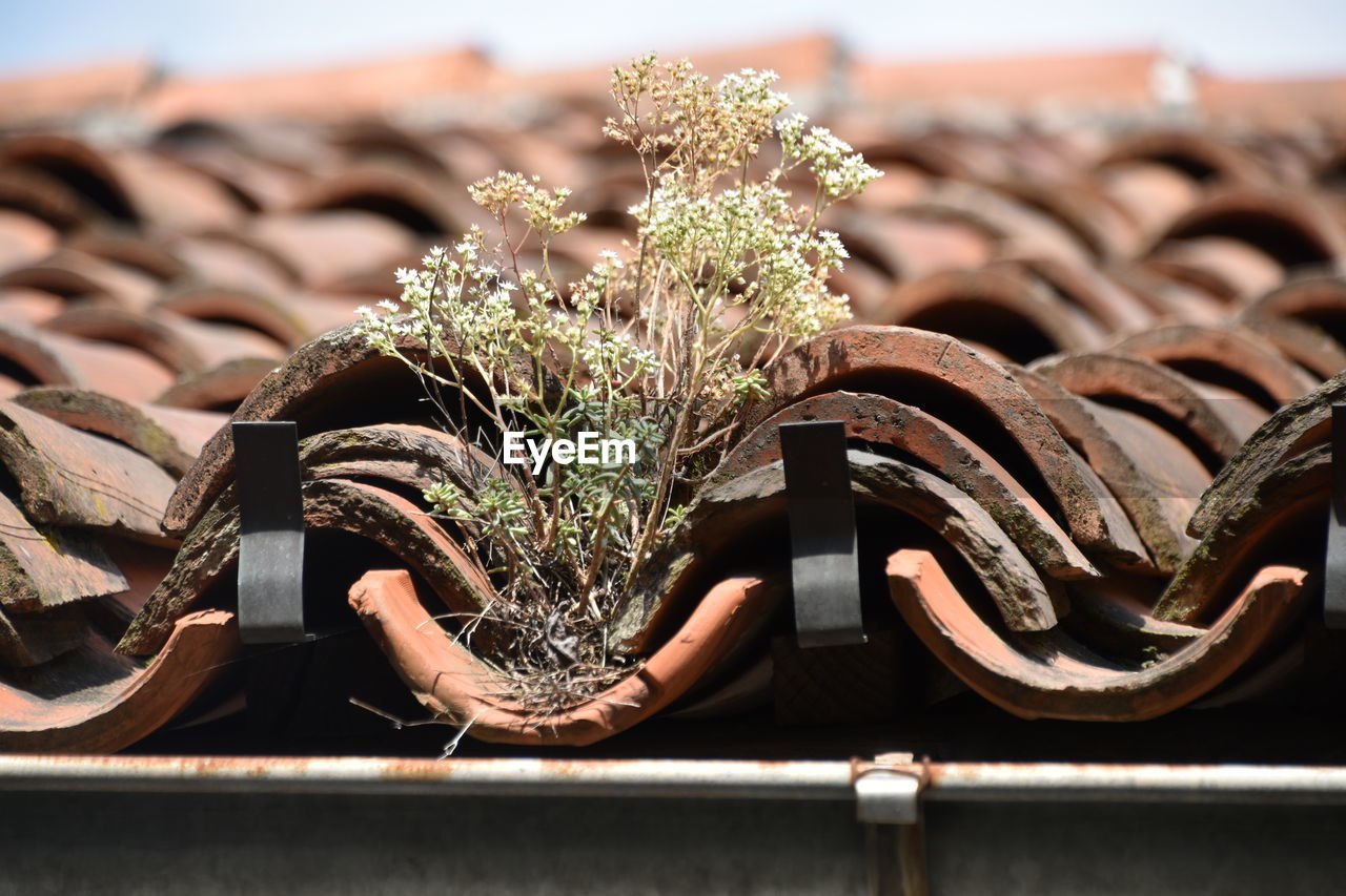 Close-up of roof tiles with some plants