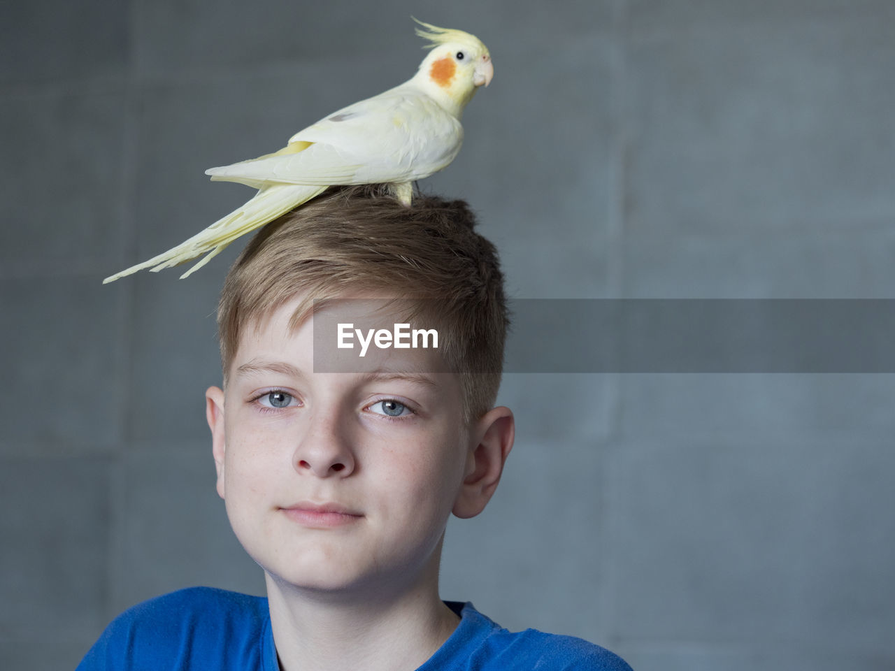 Caucasian teenager playing with parrot on head on grey background