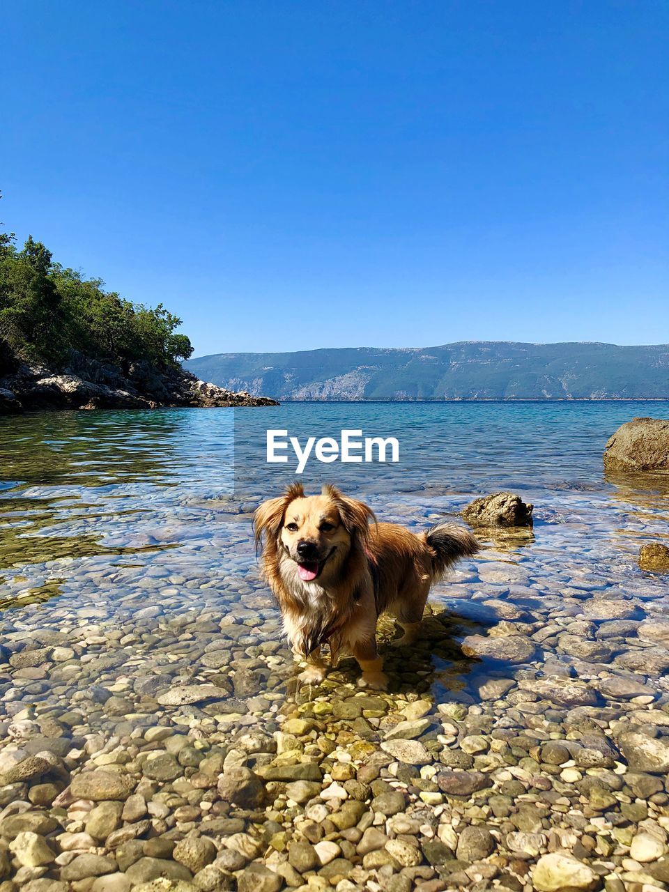 DOG LYING ON ROCK AGAINST SKY