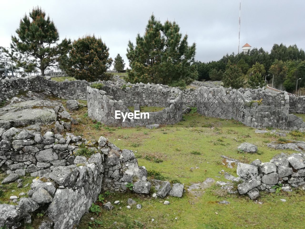 STONE WALL AGAINST TREES