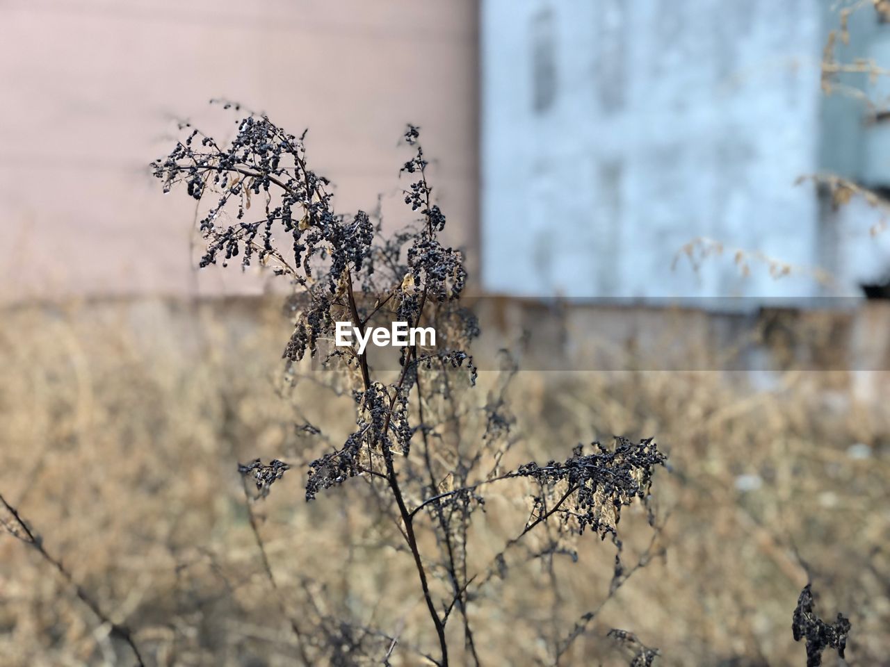 CLOSE-UP OF PLANT ON BRANCH