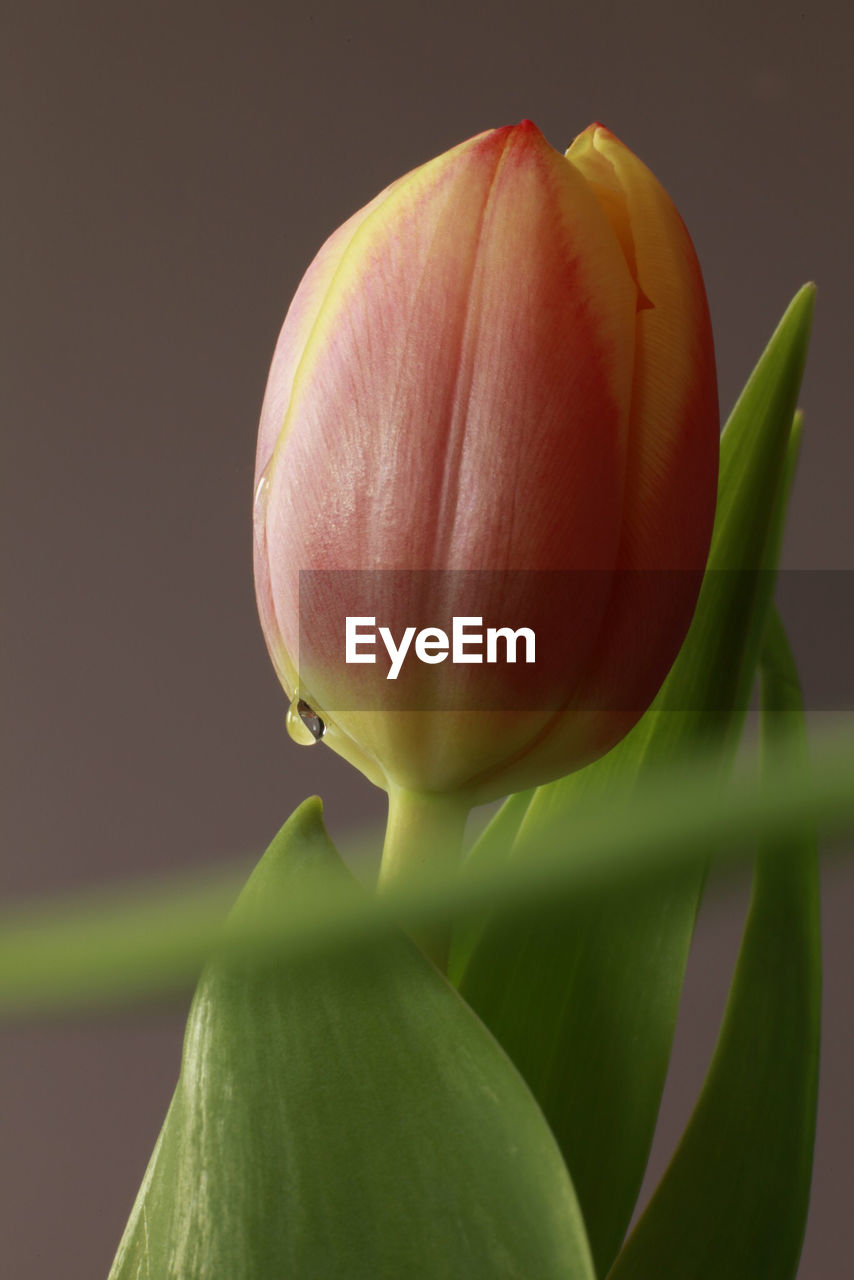 Pink tulip growing in park