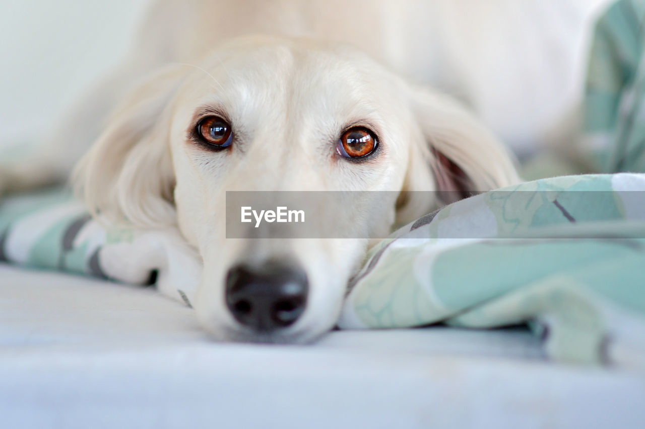 Intensive dog eyes of purebred adorable white saluki / persian greyhound. happy, relaxed female dog