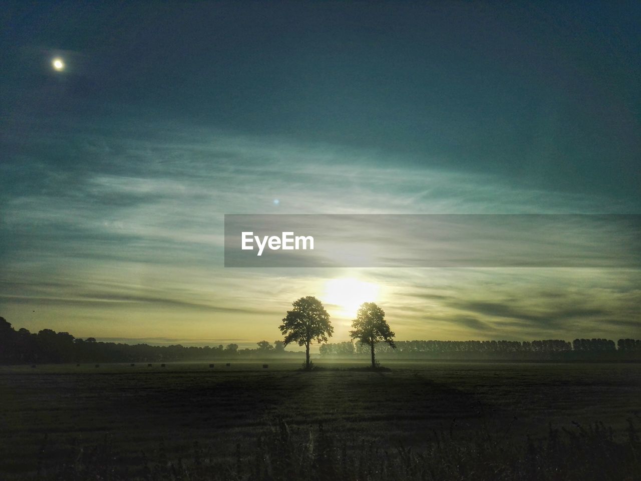 TREES ON FIELD AGAINST SKY DURING SUNSET