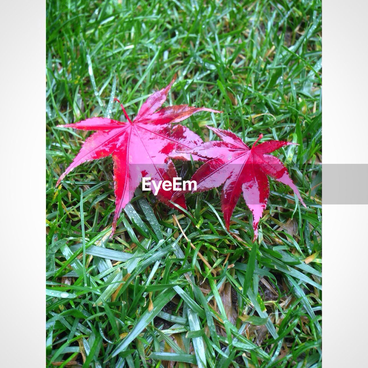 Wet red leaves on grassy field