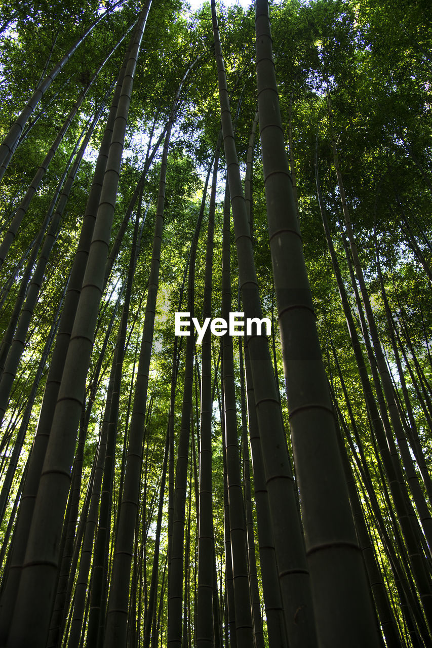 LOW ANGLE VIEW OF BAMBOO TREE IN FOREST