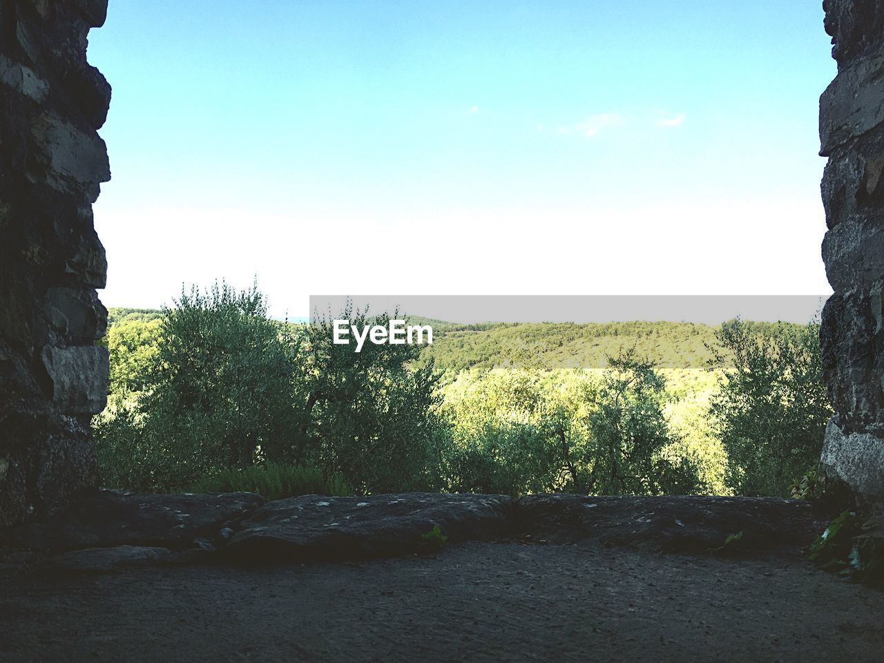 TREES ON LANDSCAPE