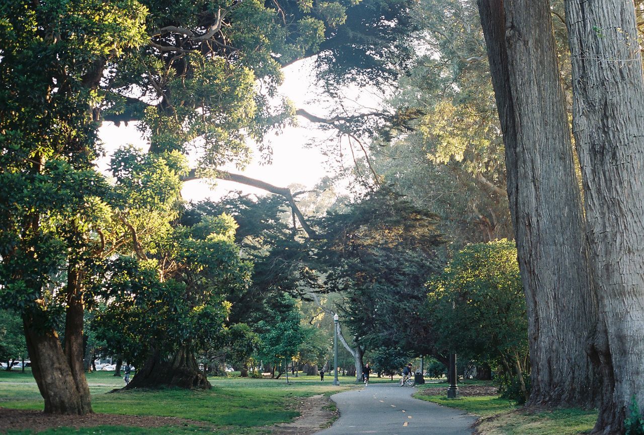 TREES GROWING IN SUNLIGHT