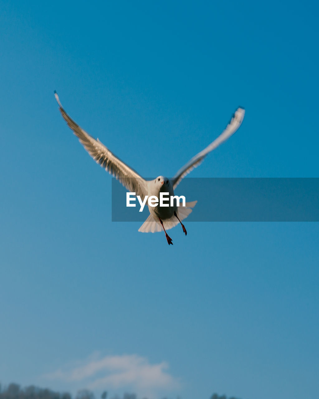 Low angle view of seagull flying in sky