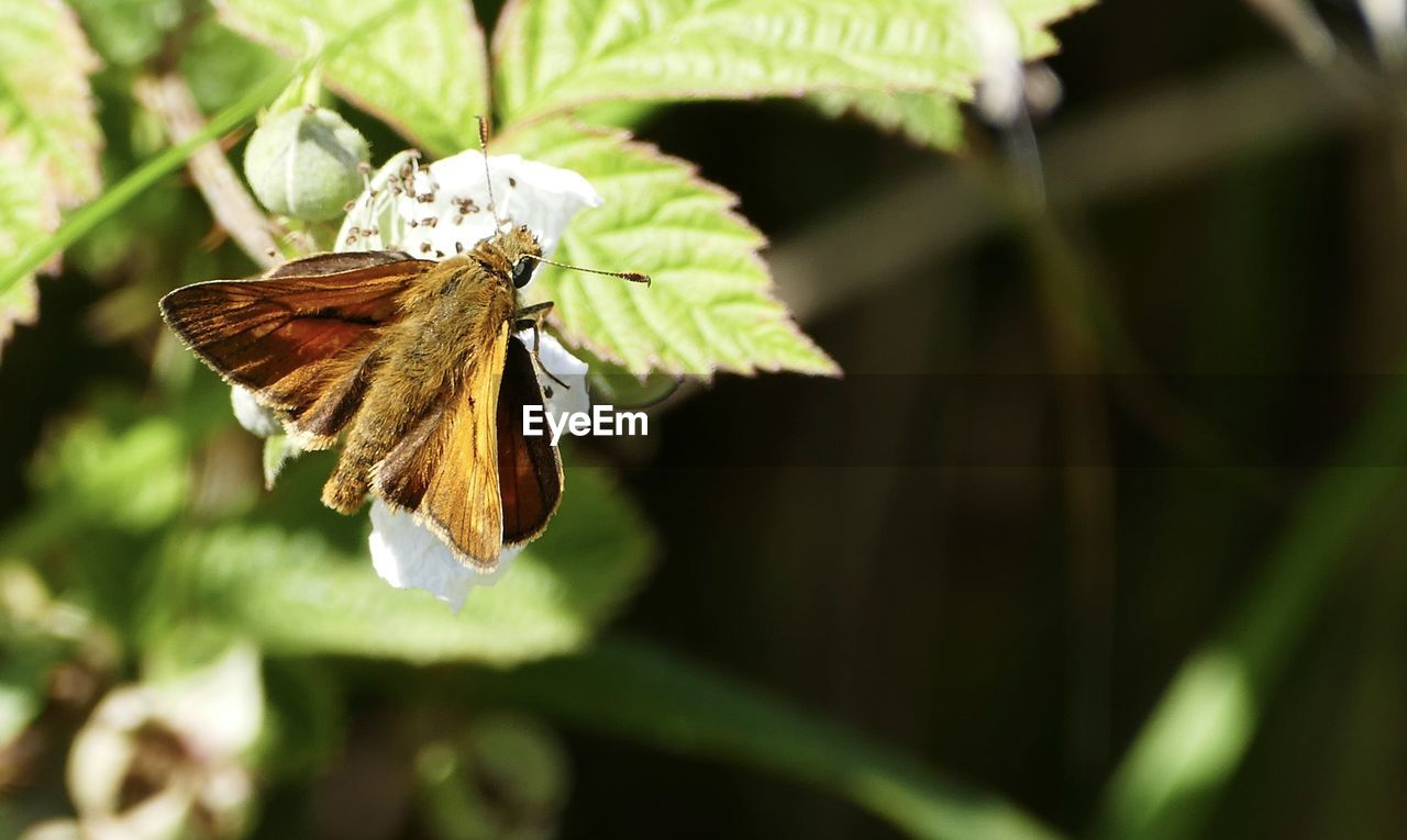 BUTTERFLY ON FLOWER