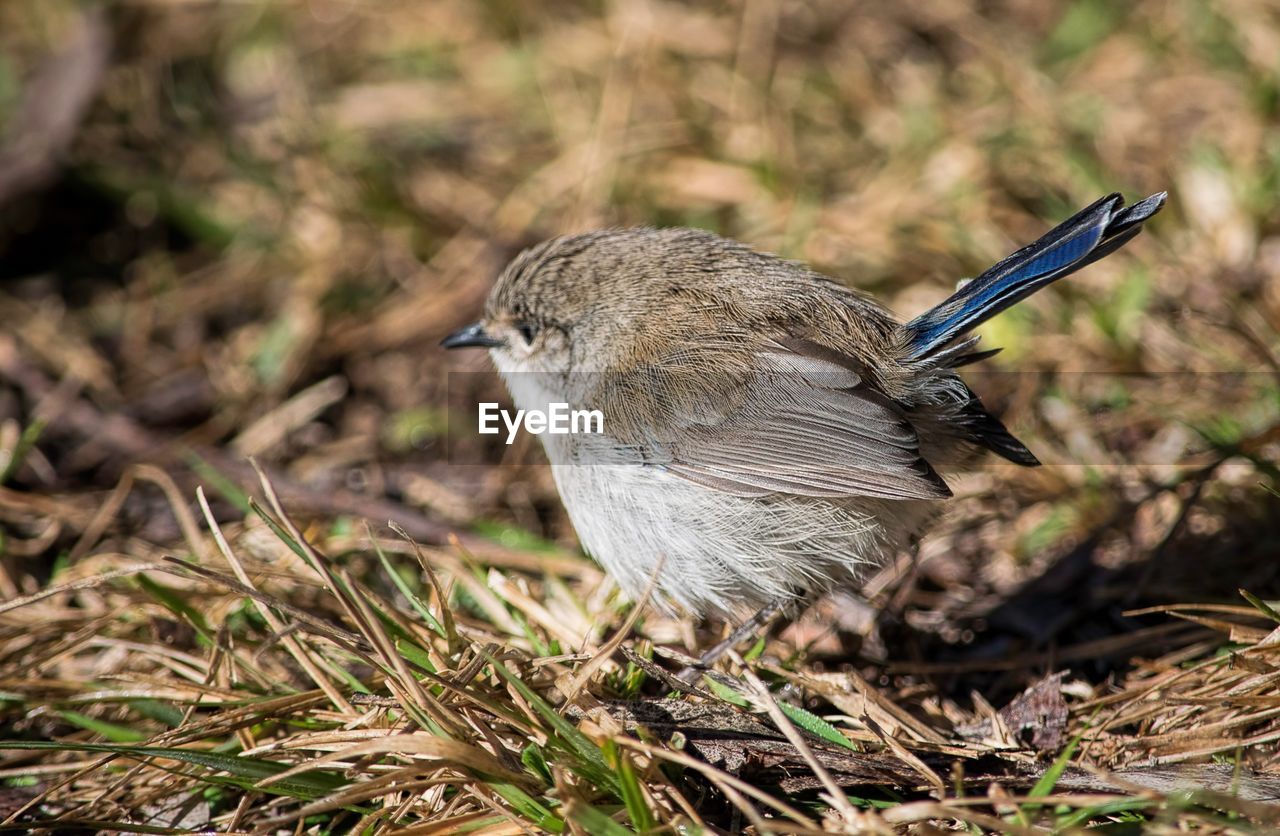 CLOSE-UP OF A DUCK