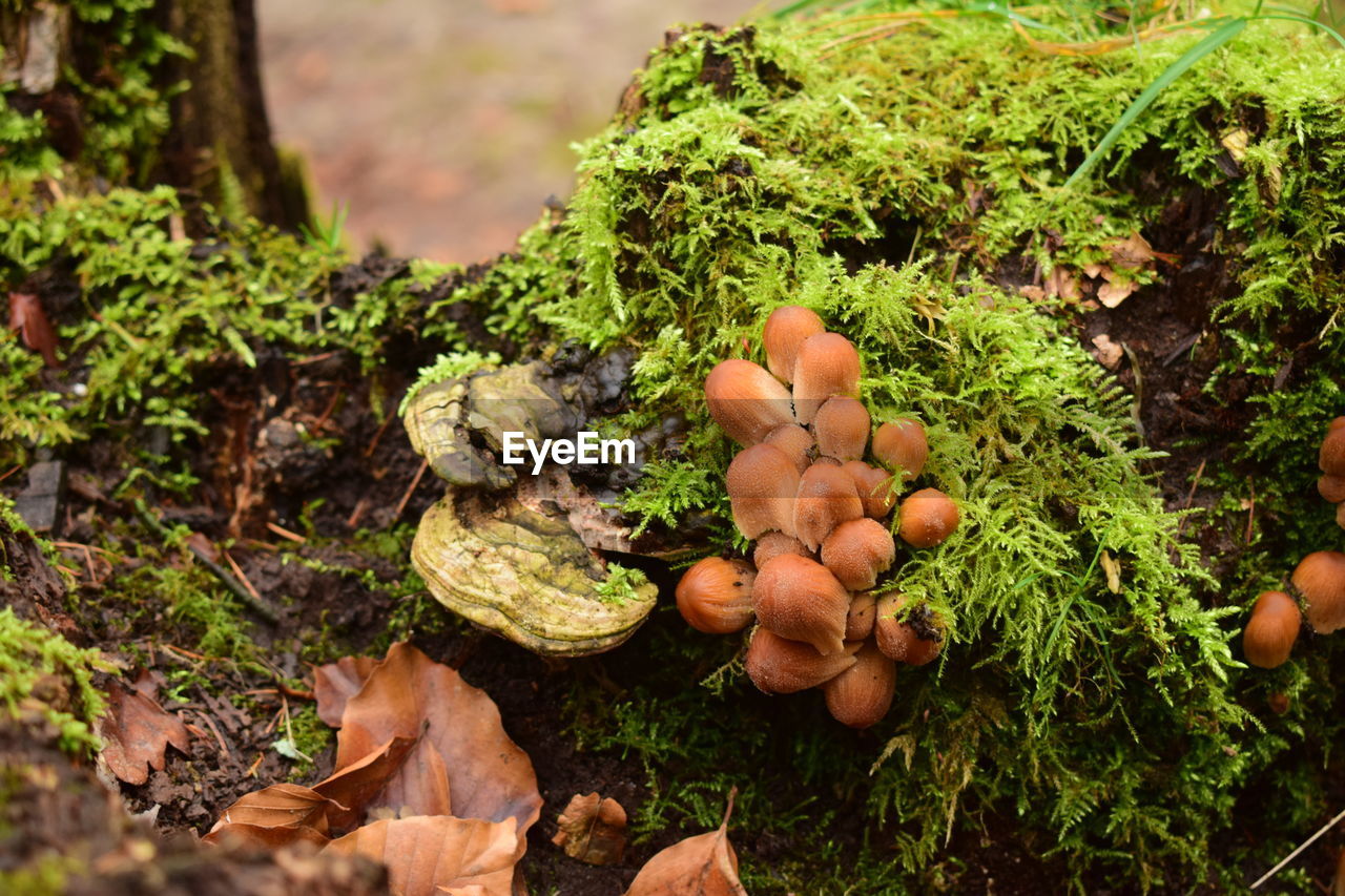 High angle view of mushrooms growing on field