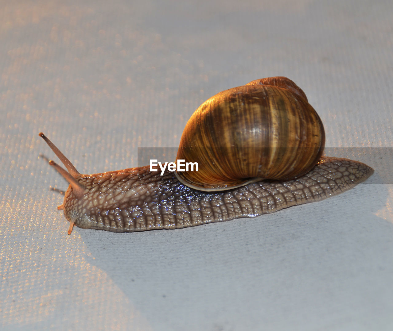 Close-up of snail