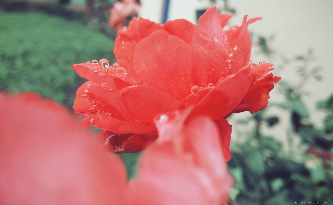 CLOSE-UP OF FRESH RED ROSE