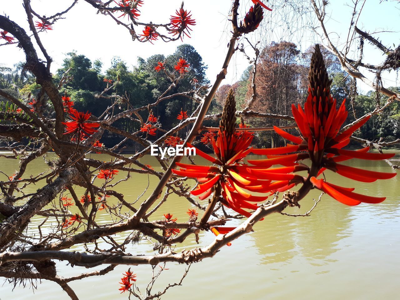 LOW ANGLE VIEW OF RED FLOWERS ON TREE