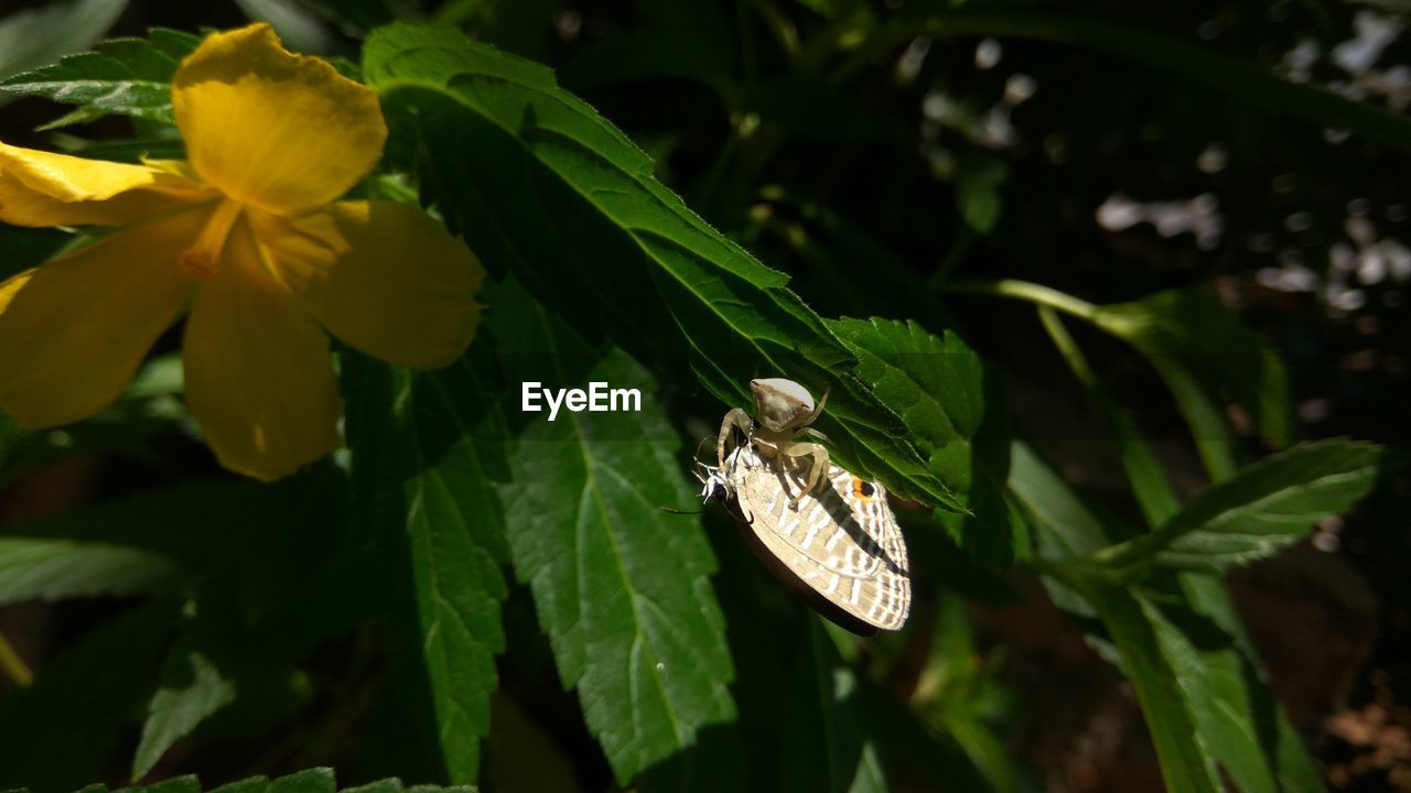 CLOSE-UP OF INSECT ON PLANT