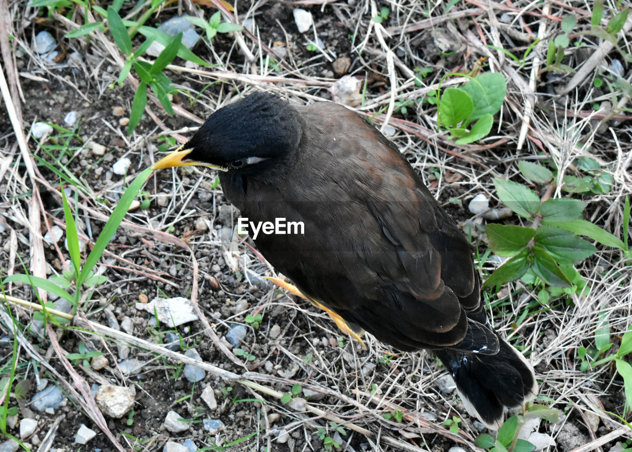 HIGH ANGLE VIEW OF BIRD PERCHING ON GRASS