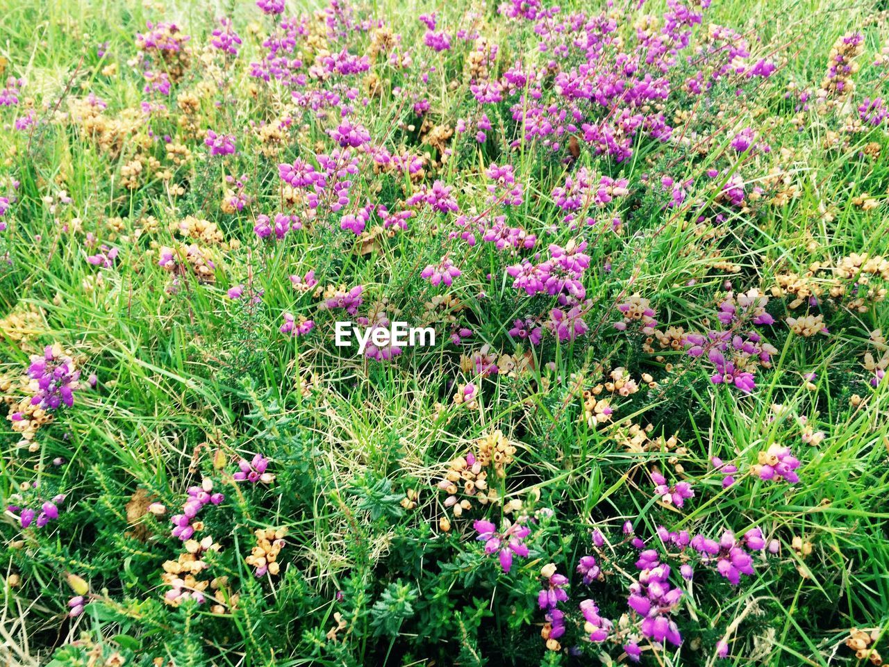 VIEW OF FLOWERS IN GRASS