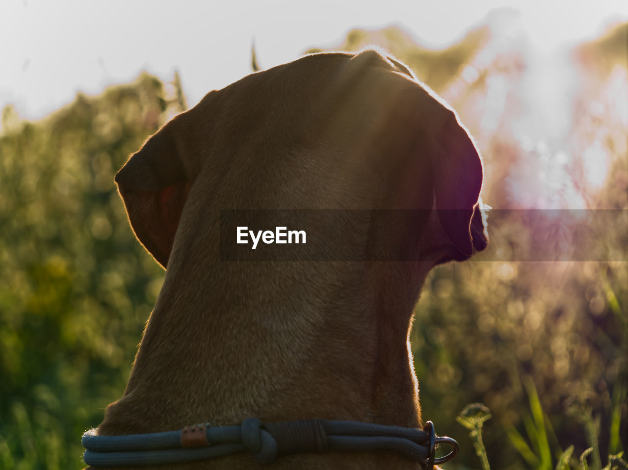 Close-up of a dog looking away