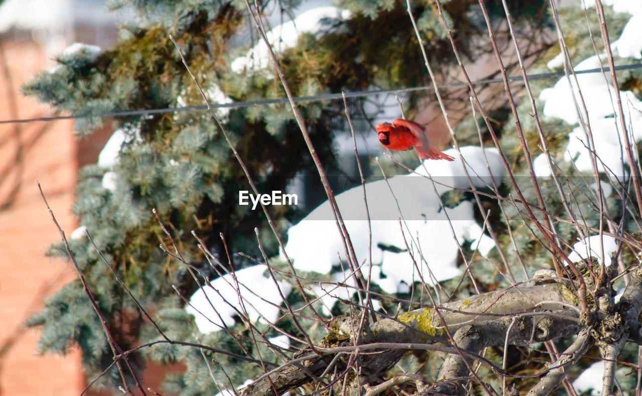 BIRDS PERCHING ON TREE