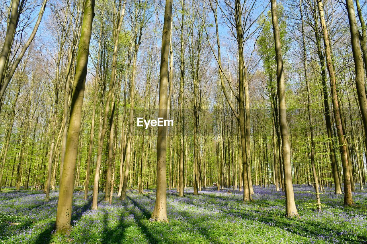 Trees growing in forest