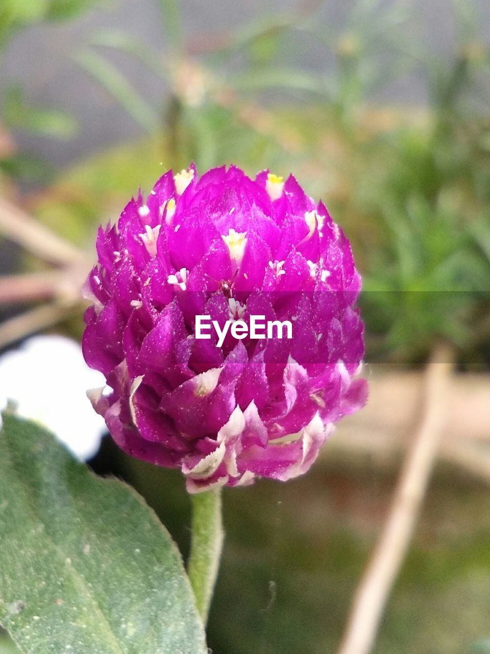 CLOSE-UP OF FRESH PURPLE FLOWER