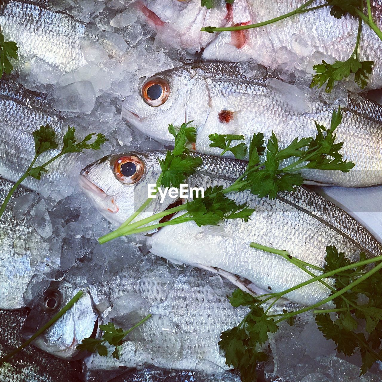 High angle view of fish on snow