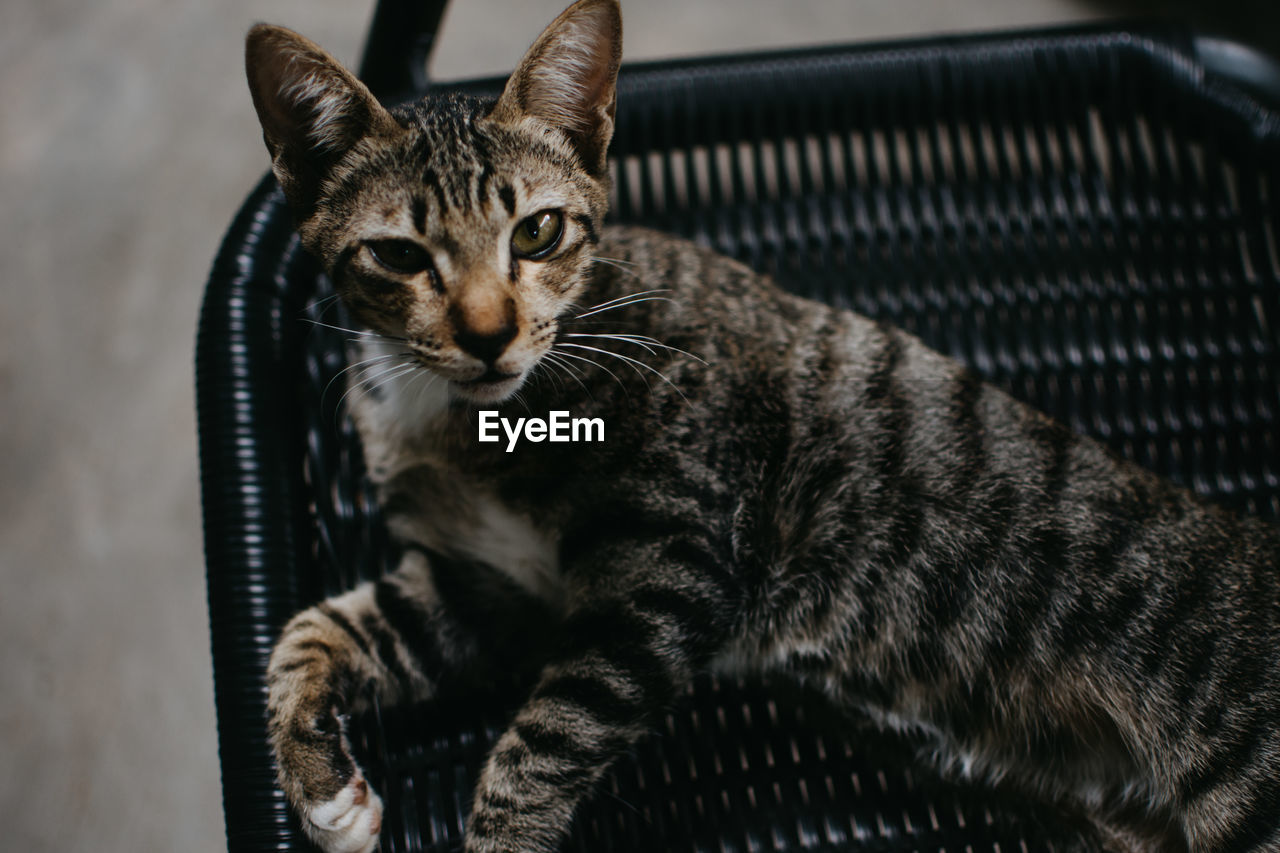 Close-up portrait of tabby cat