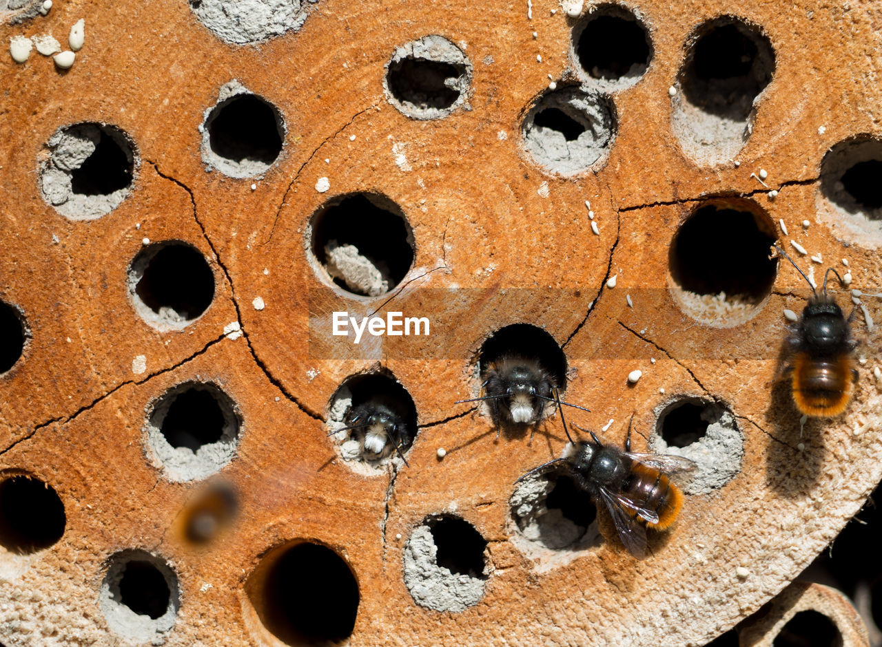 FULL FRAME SHOT OF INSECT ON HOLE