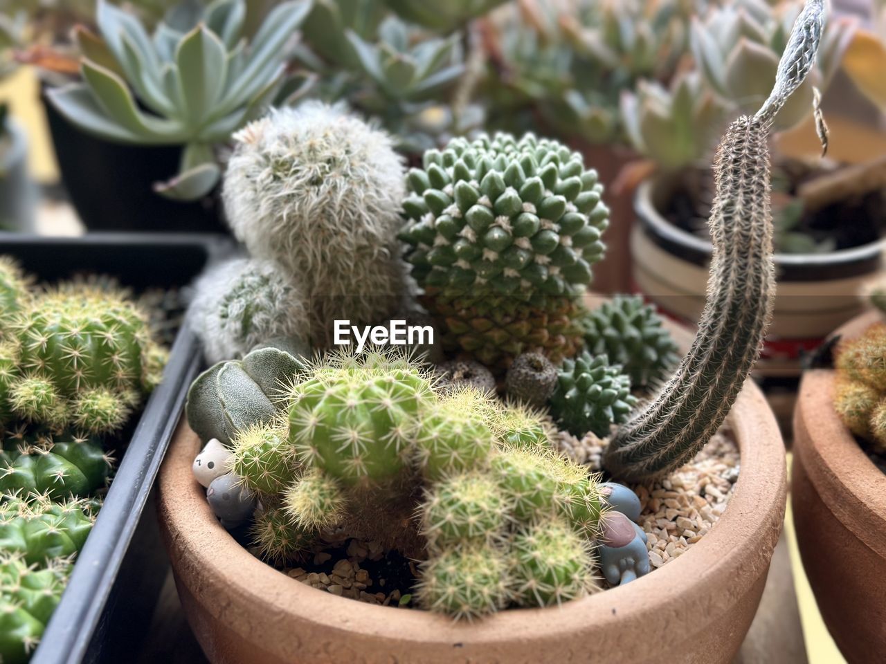 succulent plant, cactus, plant, growth, thorn, potted plant, nature, no people, green, spiked, food, sharp, food and drink, beauty in nature, houseplant, barrel cactus, day, botany, outdoors, retail, flowerpot, agriculture, market, variation, freshness, close-up, flower, healthy eating, small business, business